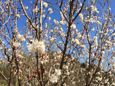And cherries cherry spring