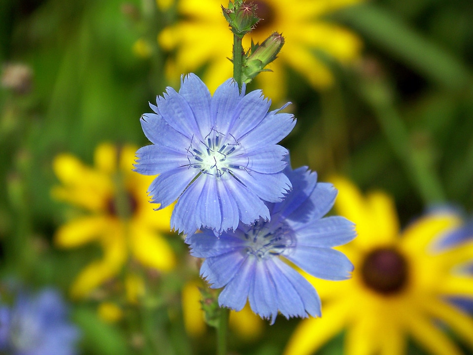 Nature floral wild