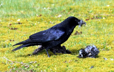 Black bird rook photo