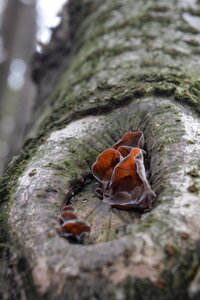Tree fungus natural