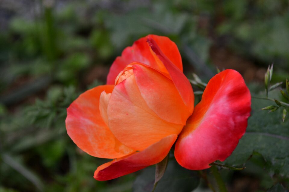 Rosebush petals button