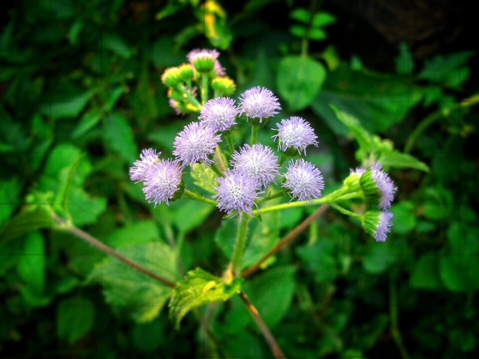 Plant life on