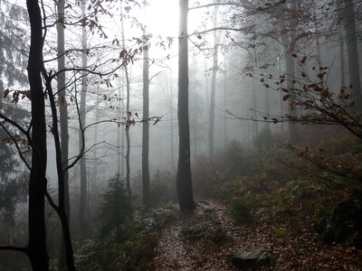 Fog forest trees