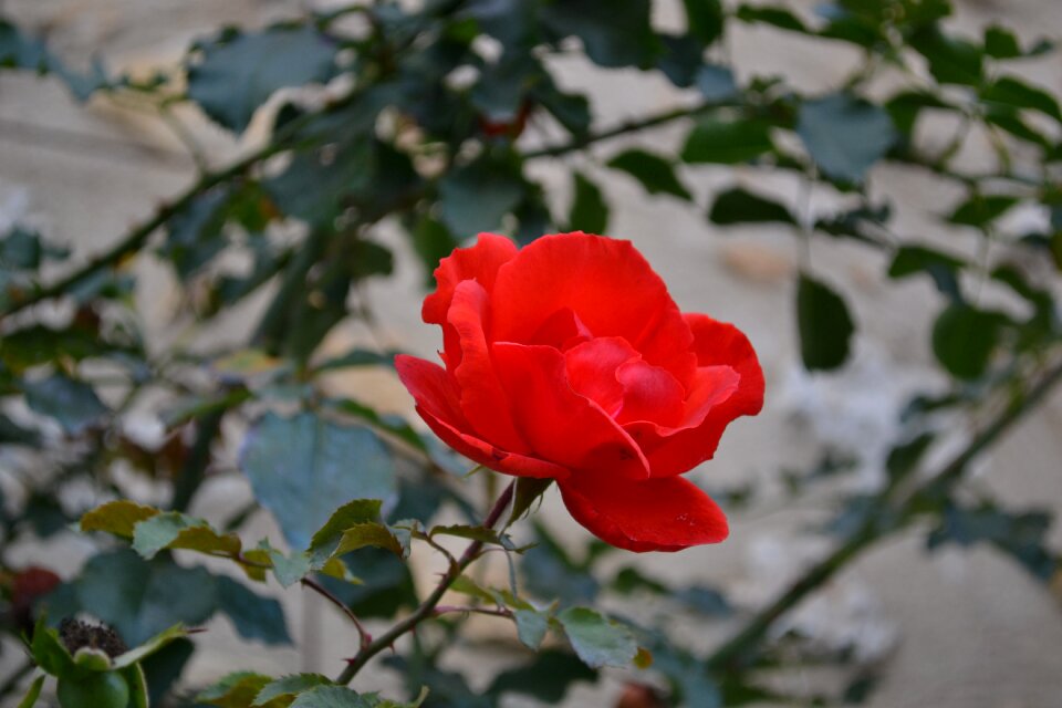 Flower rosebush petals