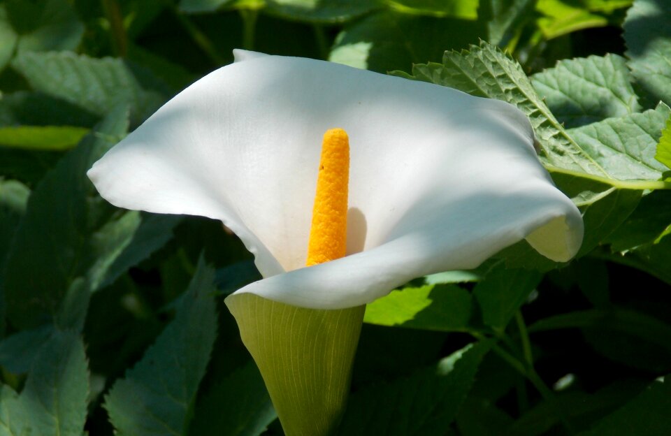 Vaginal sheet blossom bloom