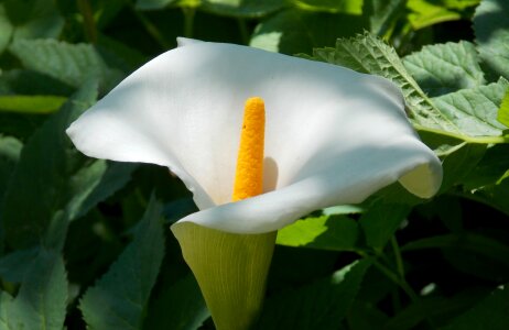 Vaginal sheet blossom bloom