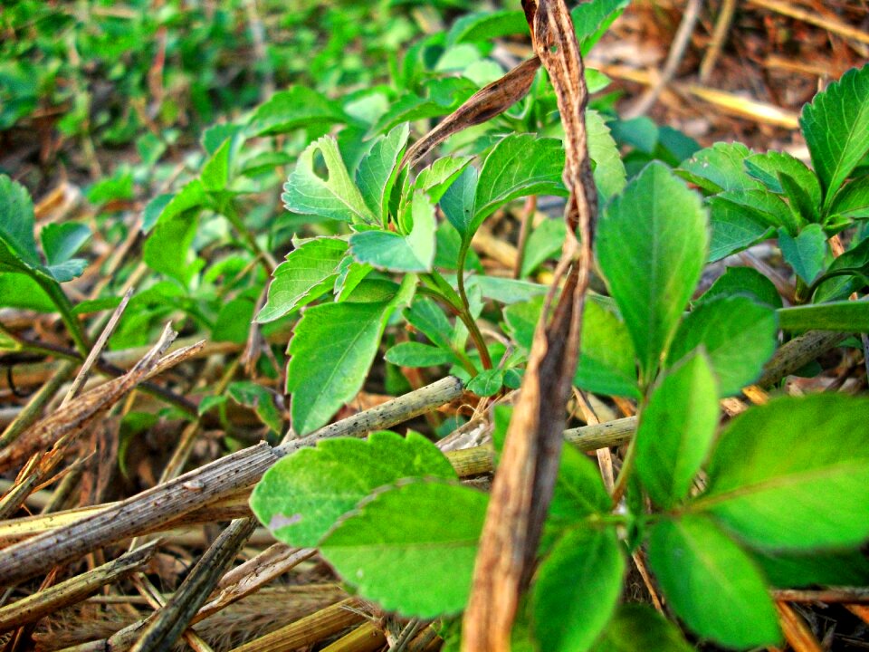 Plant life on