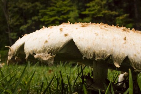 Fungus autumn mushrooming