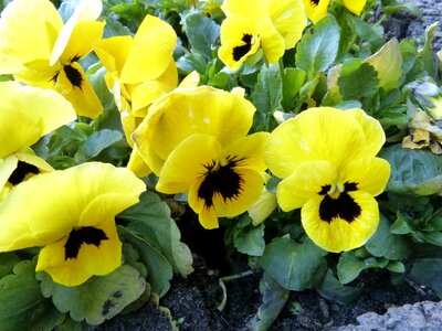 Bloom flower plant