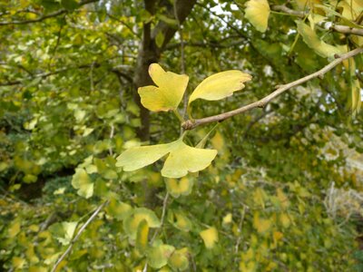 Lun mountains ginkgo flower