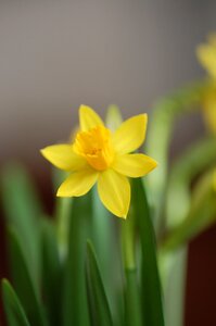 Spring yellow easter flower