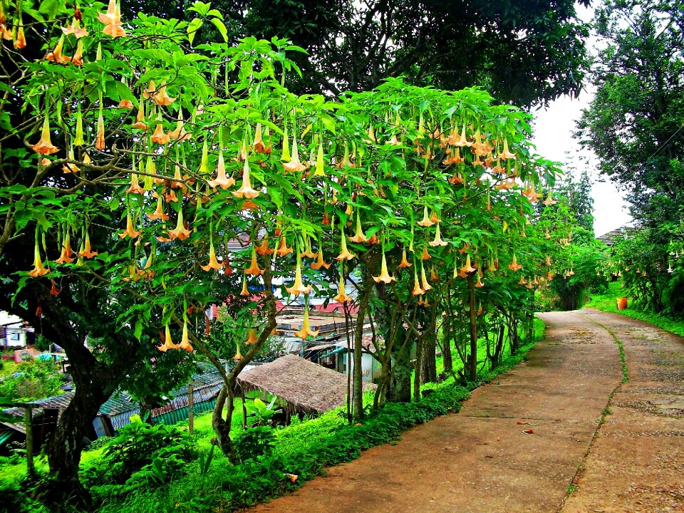 Plant life on
