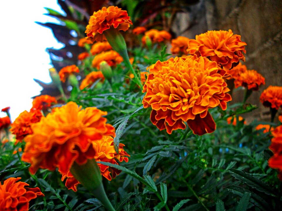Plant life on