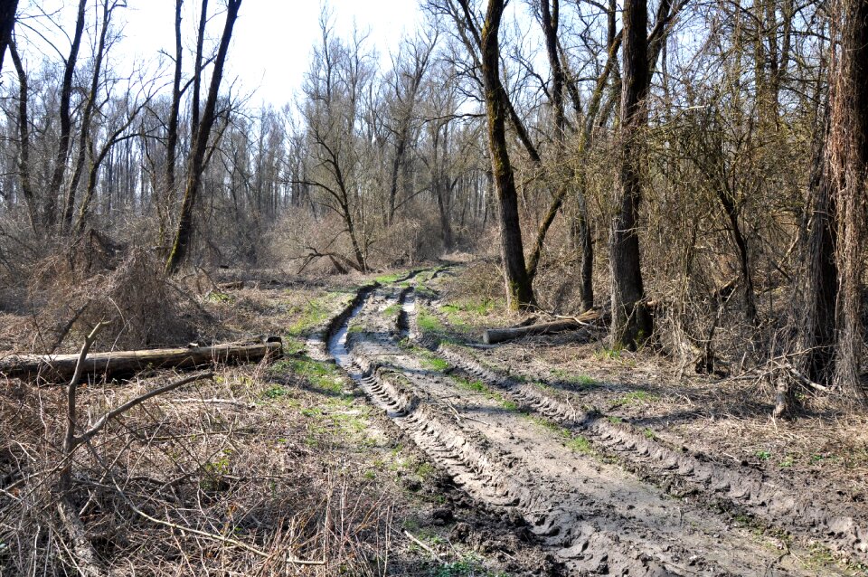 Drava spring nature