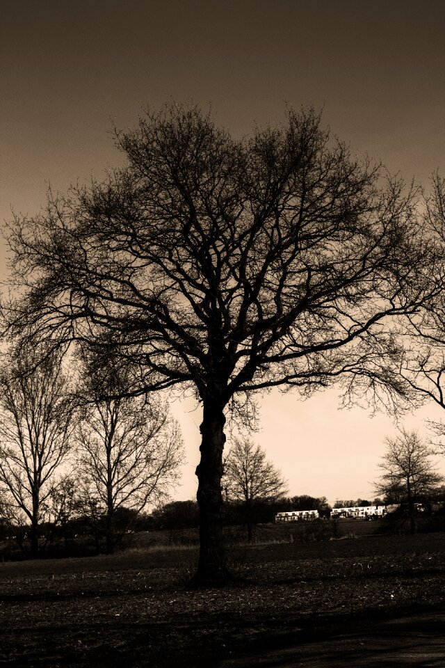 Sky loneliness branches