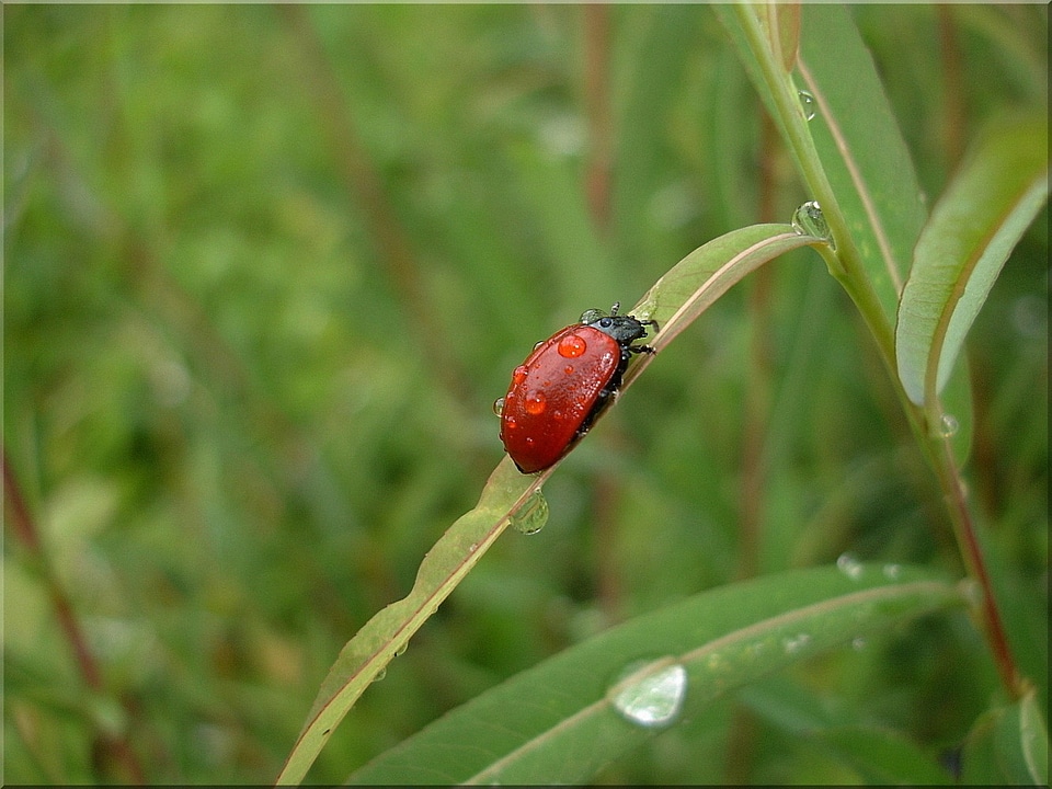 Beetle meadow nature insect grass