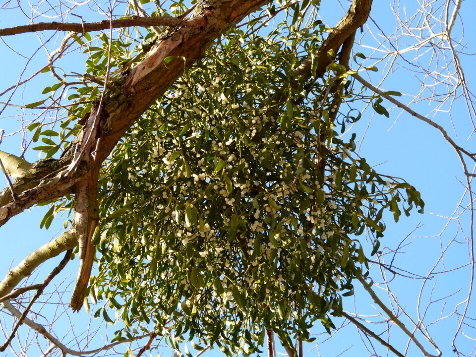 Tree mistletoe berry plant