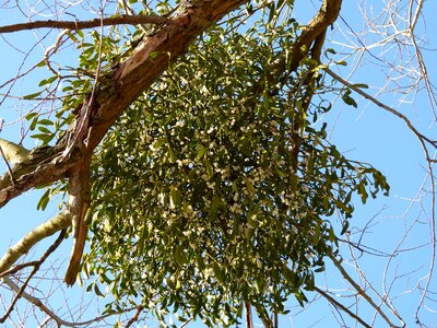 Tree mistletoe berry plant