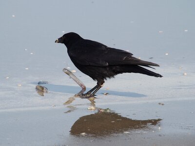 Beach sea bird