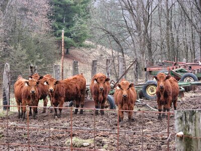 Calf mammal farm