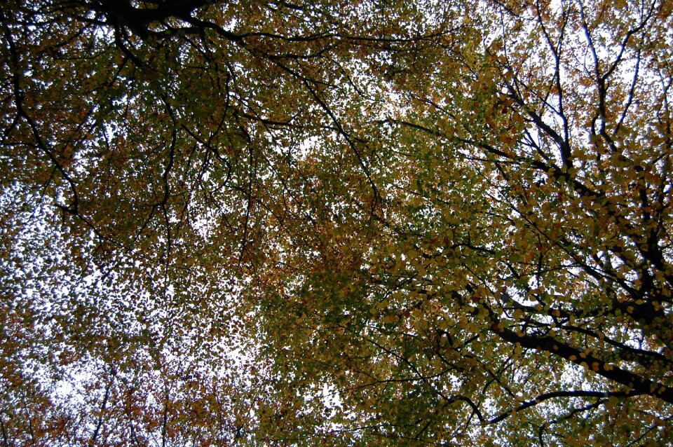 Air trees nature