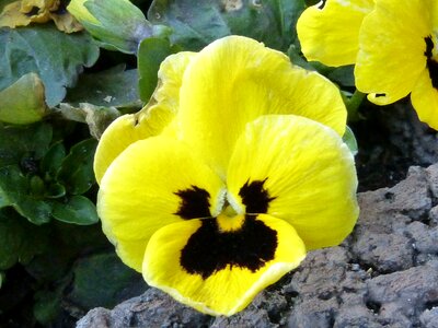 Bloom flower plant