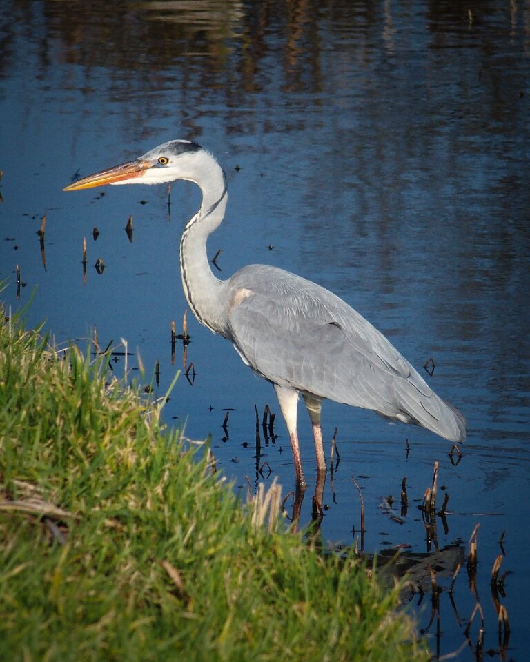 Fauna fishing feather