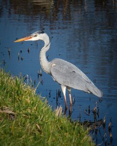 Fauna fishing feather