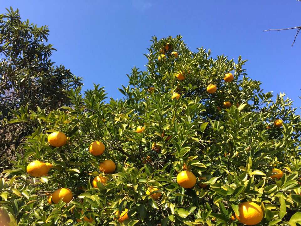 Tree of oranges fruit orange