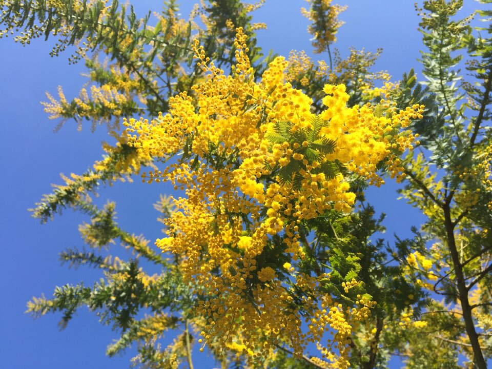 Mimosa acacia spring flowers yellow flowers