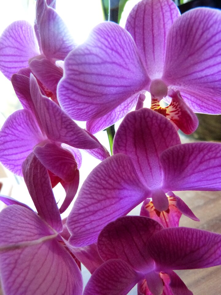 Violet plant bloom