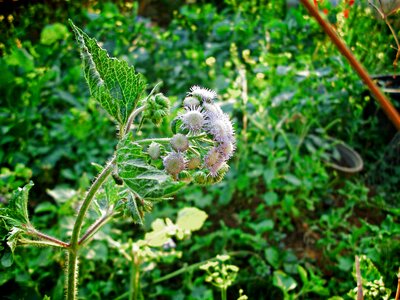 Plant life on