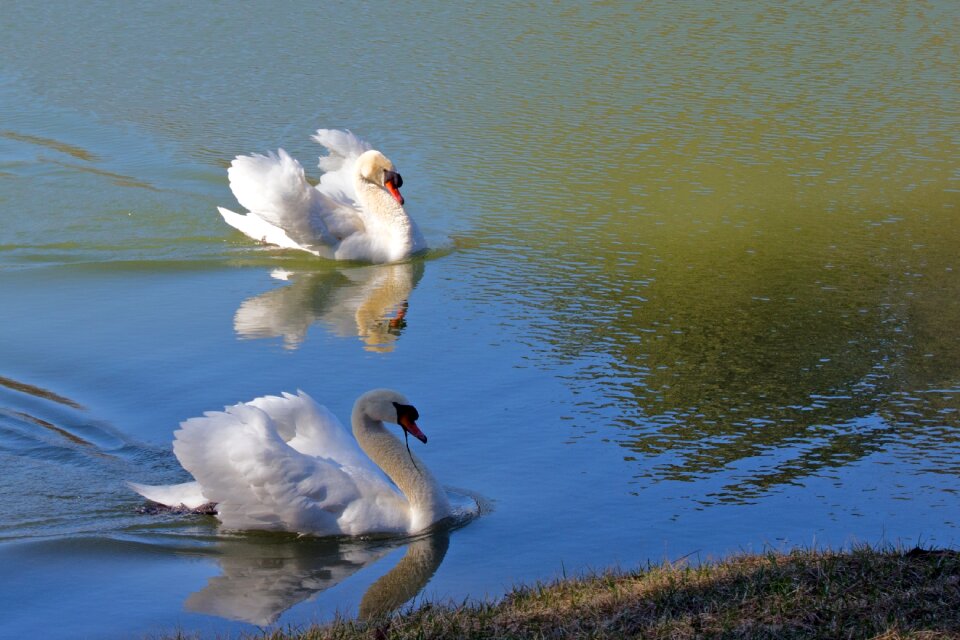 Water bird