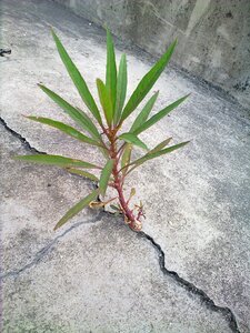 Artistic conception tree clear