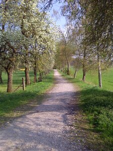 Spring tree landscape
