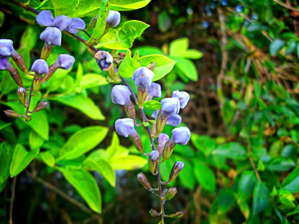 Plant life on
