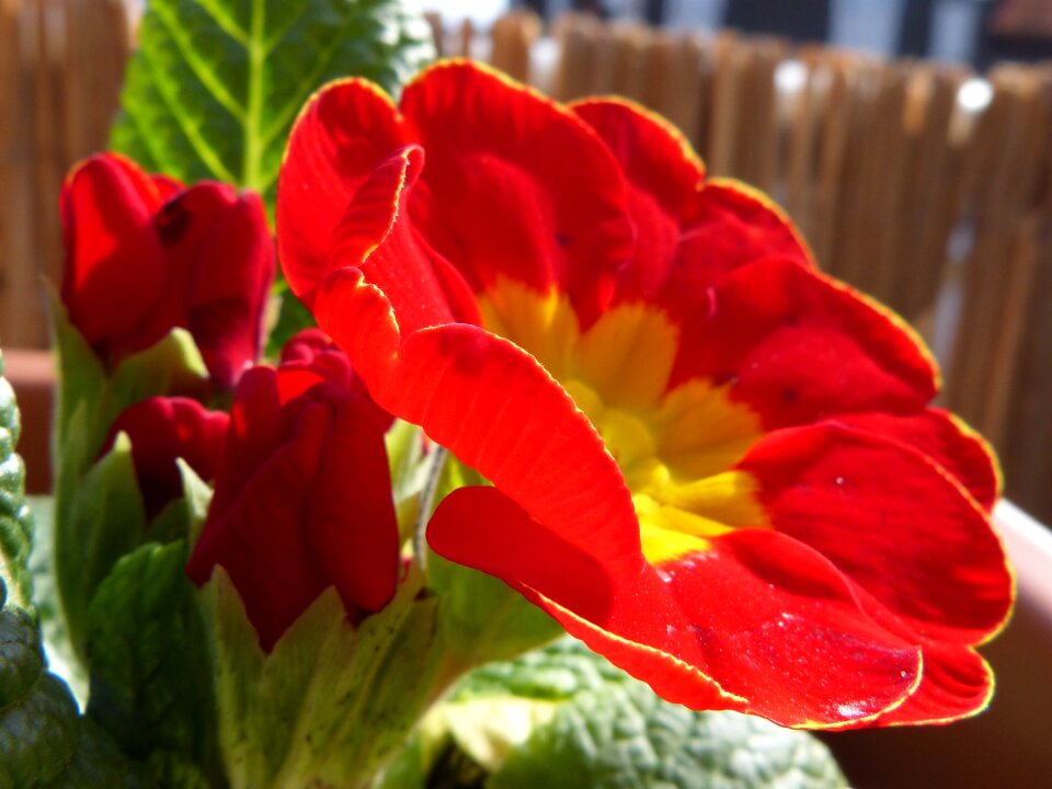 Flower close up primrose