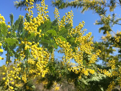 Acacia yellow flowers spring flowers