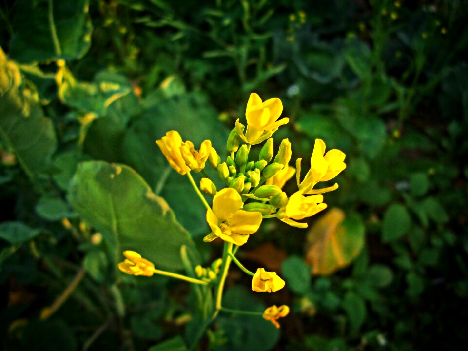 Plant life on