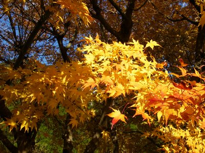 Fall of japan maples yellow photo