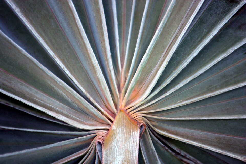 Tropical botany nature