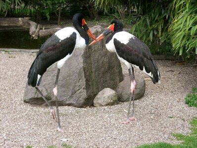 Bird storks birds