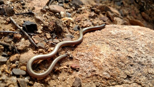 Reptile animal wildlife