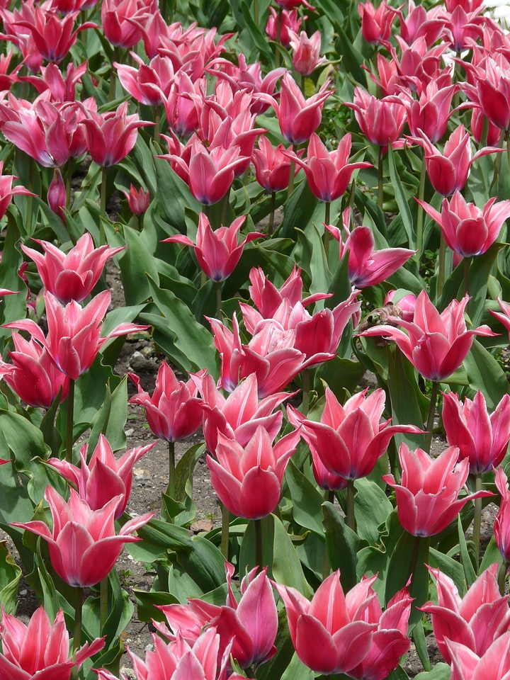 Blossom bloom bloom