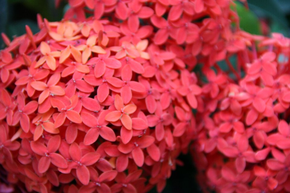 Red nature red flower red beauty