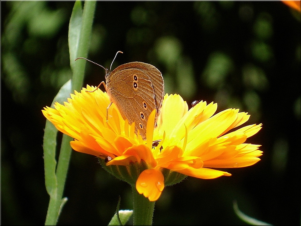 Summer butterfly close up