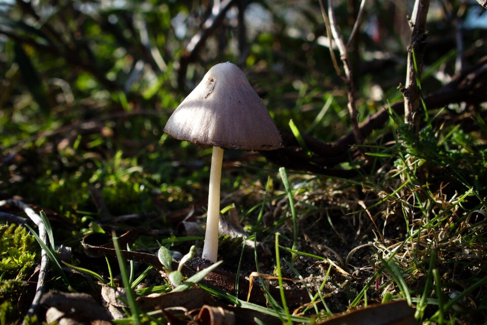 Nature plant autumn