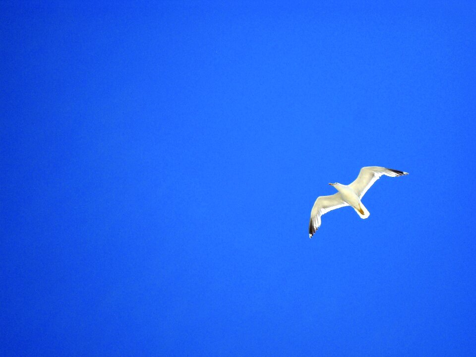 Bird fly