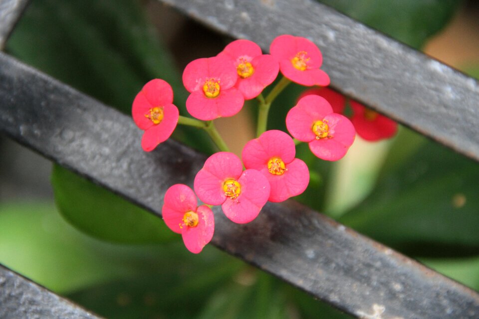 Beauty flowers