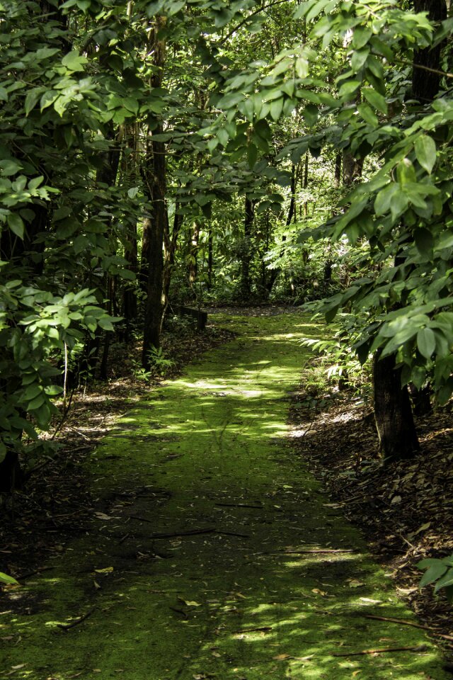 Landscape foliage scenic photo